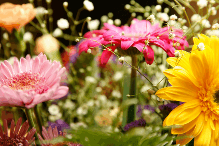 cores das flores e seus significados em um jardim vibrante