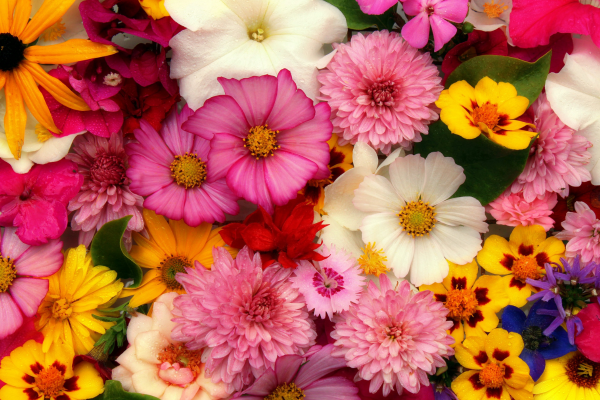 cores das flores e seus significados