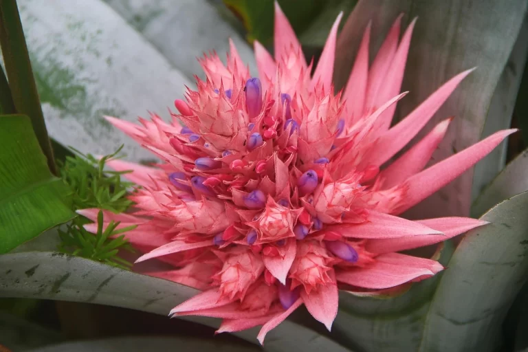 Bromélia Rara Florescendo