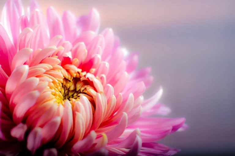 Flor crisântemo rosa