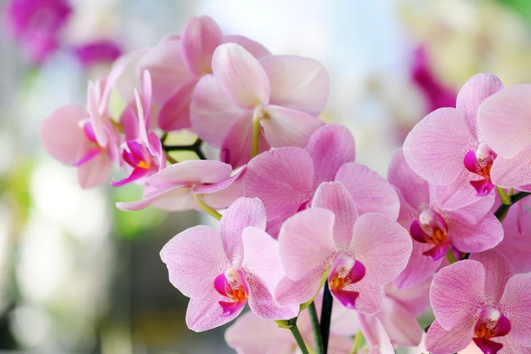 Cuidados com orquídeas