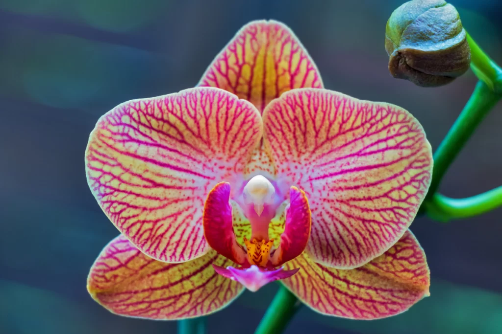 Phalaenopsis (Orquídea Borboleta)