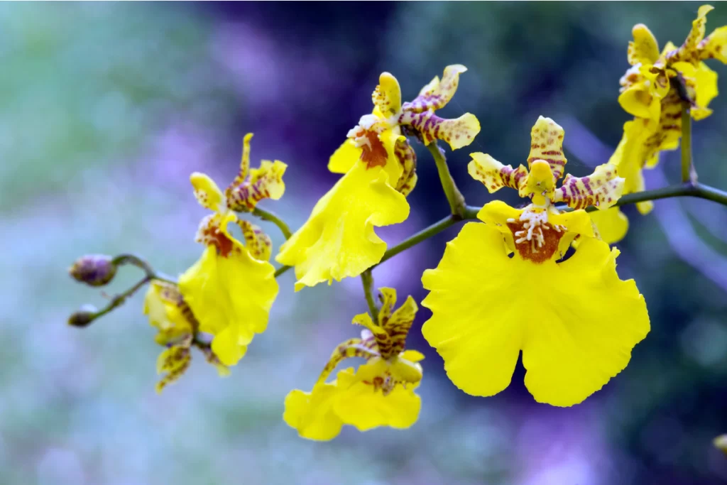 Orquídea Oncidium (Chuva de Ouro)