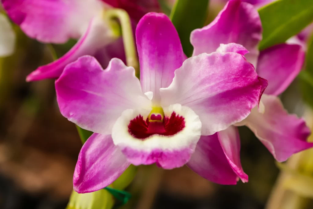 Orquídea Dendrobium nobile