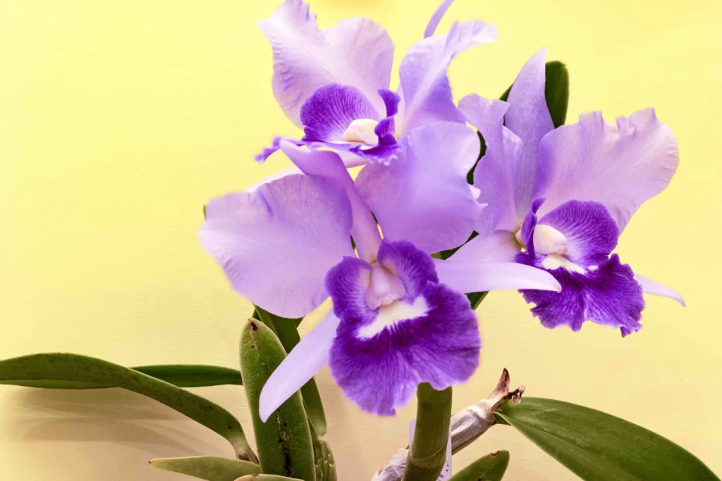 Orquídea Cattleya intermedia
