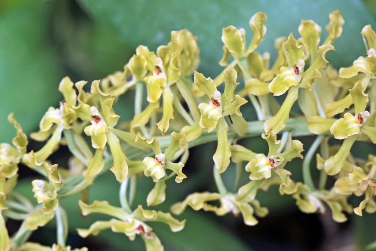 Orquídeas Brasileiras Gomesa crispa