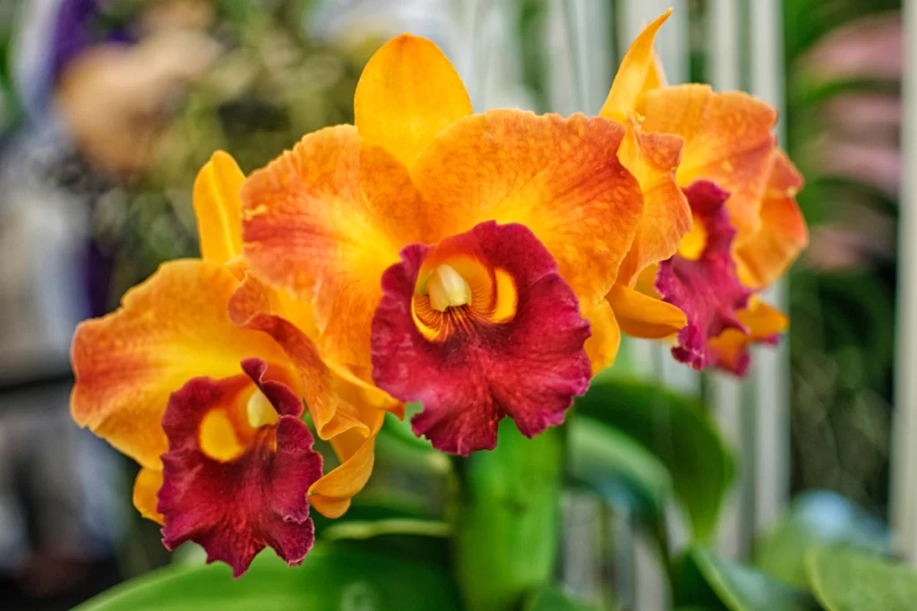 Orquídea Cattleya walkeriana