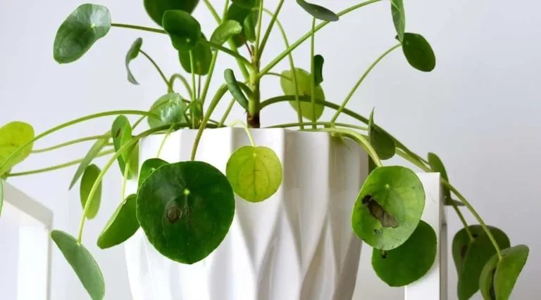 Pilea, a planta chinesa do dinheiro