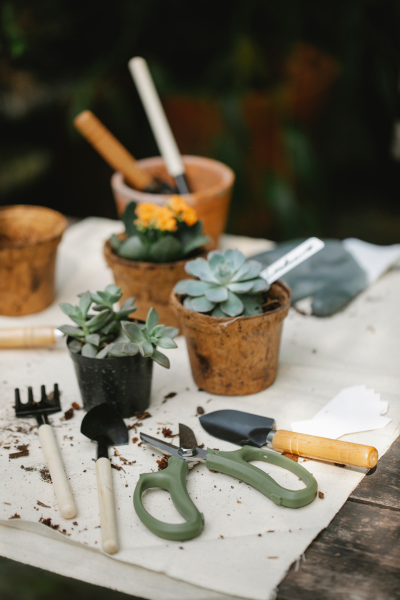 Dicas práticas de cultivo de suculentas no vaso