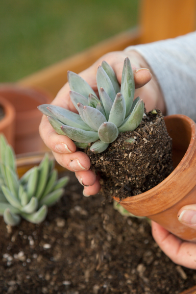 Dicas para plantar suculentas em casa