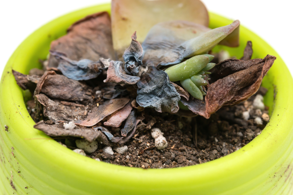 Suculenta murcha em vaso