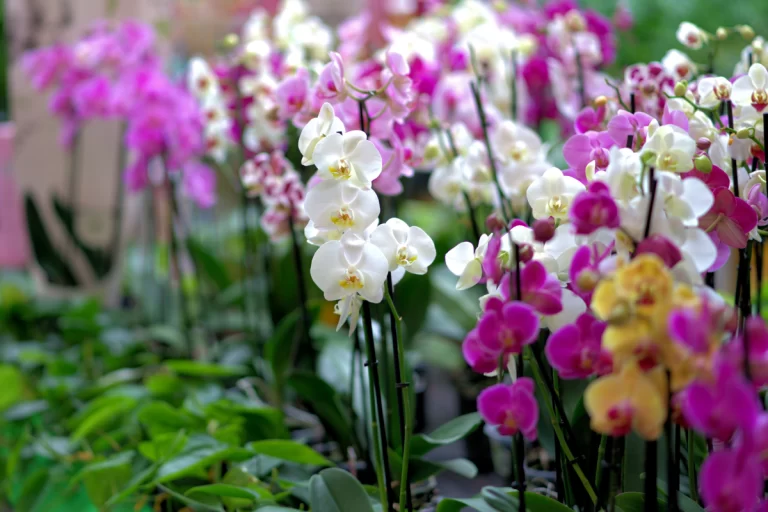 Jardim de orquídeas floridas