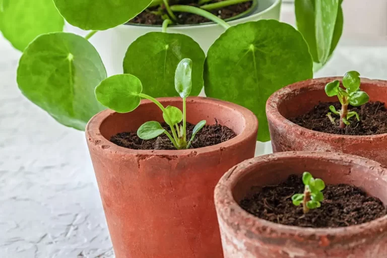 Como fazer muda da pilea