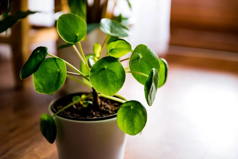 Planta Chinesa do Dinheiro saudável em ambiente interno.