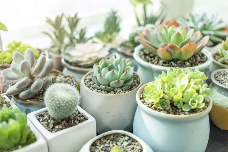 Suculentas para iniciantes. Vaso com vários tipos de suculentas
