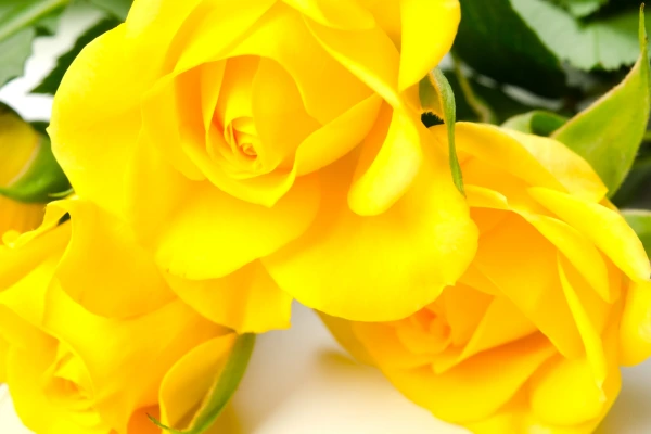 Rosa amarela