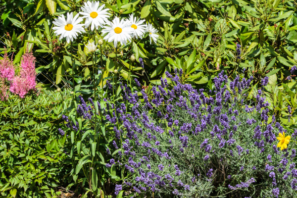 Jardim terapêutico