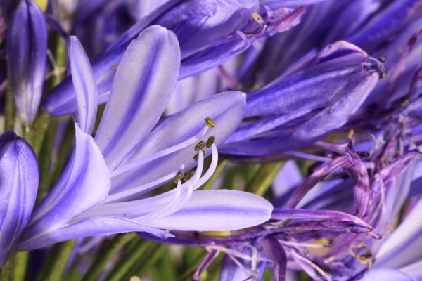 Planta Lírio Roxo