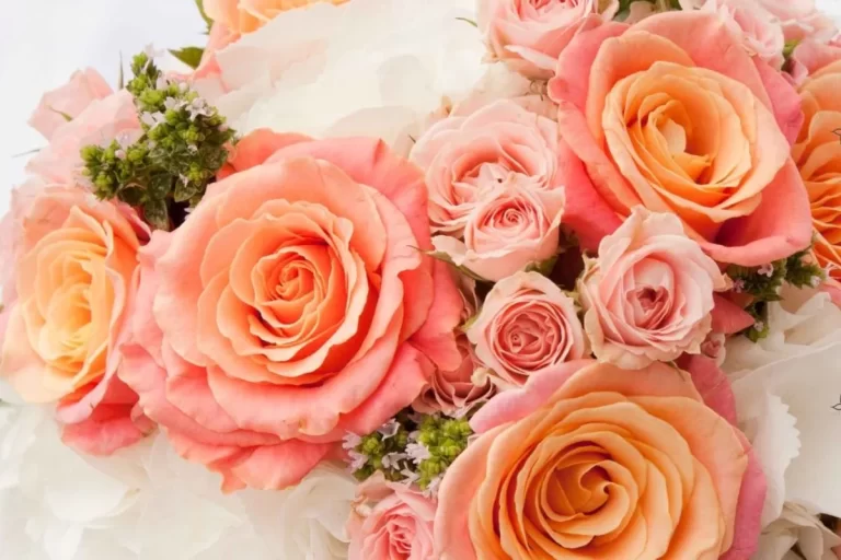 Flores que Representam Gratidão: rosa salmão, acompanhada por outras rosas em tons de rosa claro