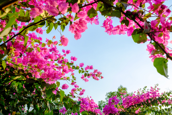 Bougainvillea