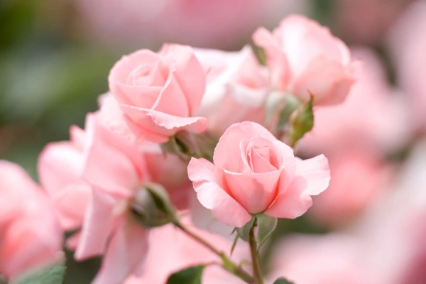 Rosa cor de rosa