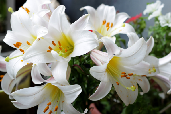 Flor Lírio branco