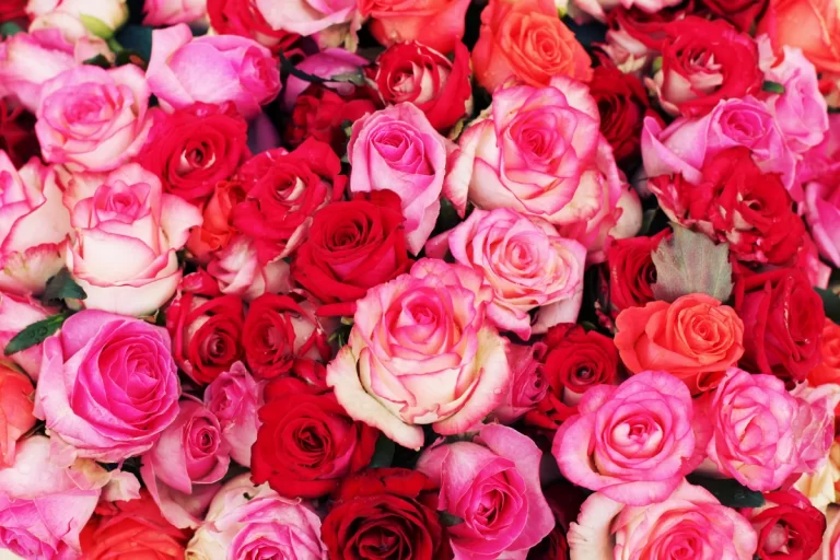 Flores do Amor respresentados por flores vermelhas e rosas