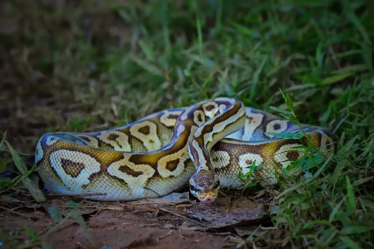 Como espantar cobras do jardim