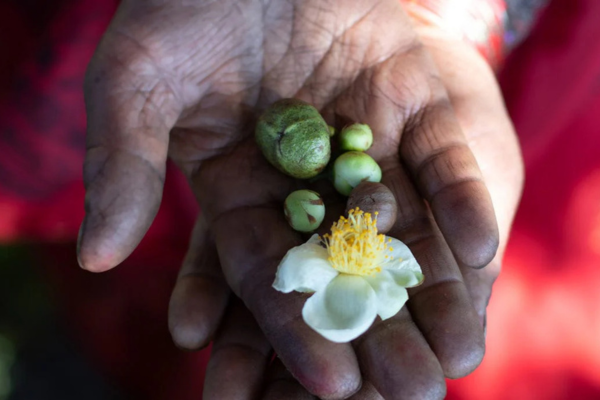 Camellia sinensis