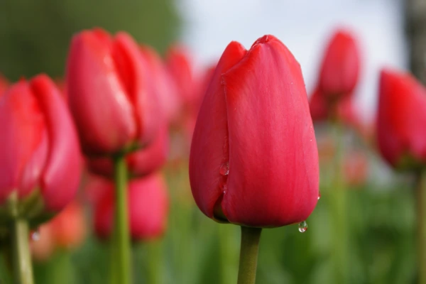 Tulipa vermelha