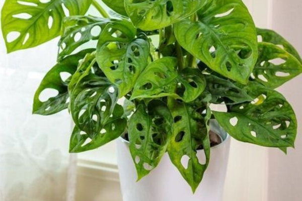Decoração com costela de eva