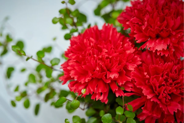 Cravo vermelho