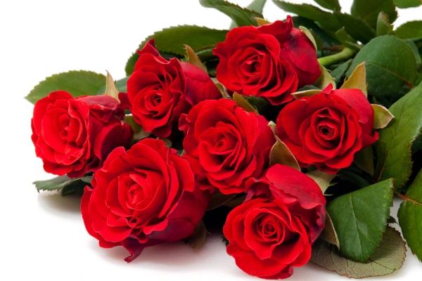 Rosa vermelha
