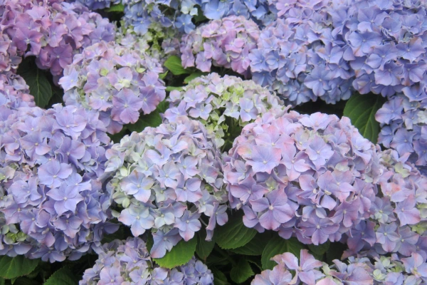 Hortênsia