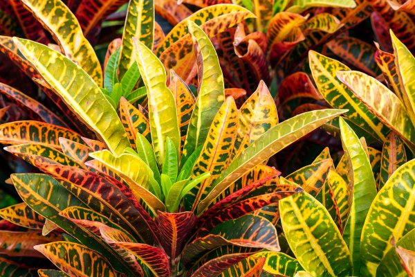 Cróton Codiaeum variegatum
