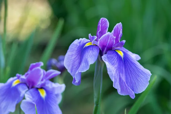 Flor de íris