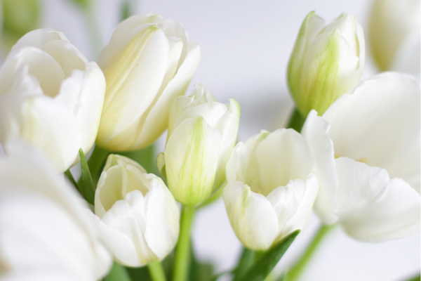 Tulipa branca