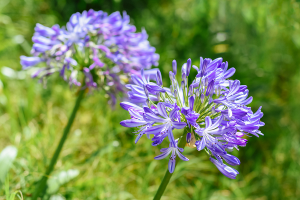 Agapanto Agapanthus africanus