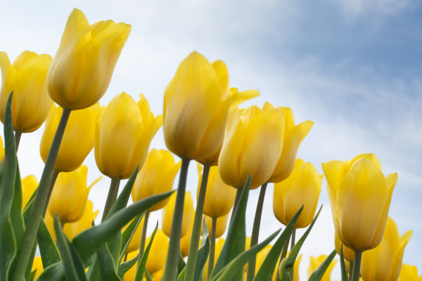 Tulipa amarela