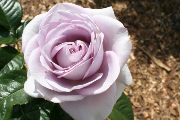 Rosa lavanda