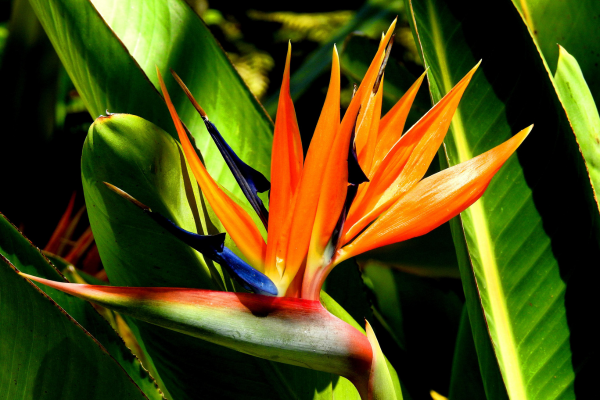 Estrelítzia (Strelitzia reginae)