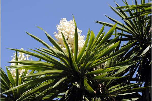 Yuca-de-bico (Yucca aloifolia) 