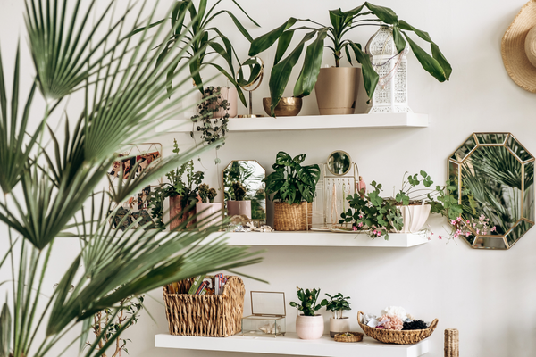 Plantas dento de casa
