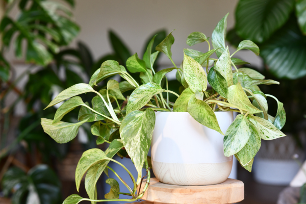 Jiboia (Epipremnum aureum)