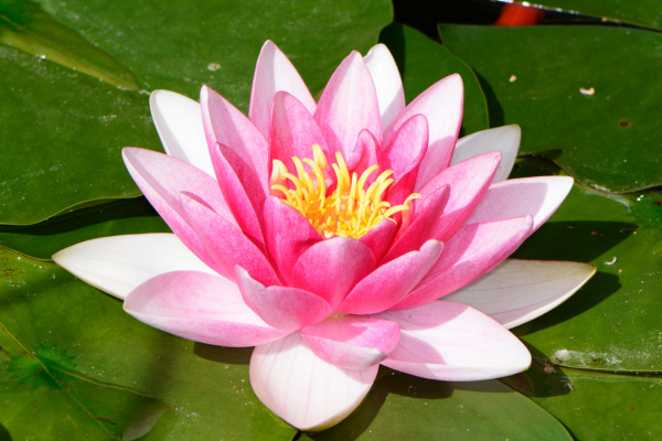 Flor de lótus