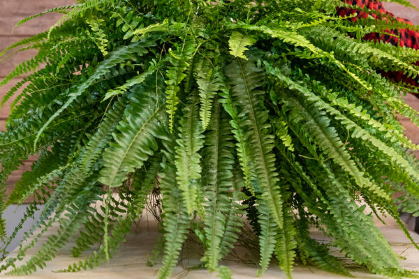 Samambaia-americana (Nephrolepis exaltata) 
