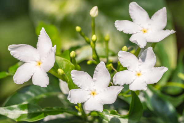 Jasmin