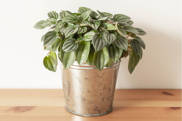 Peperômia-melancia (Peperomia argyreia)