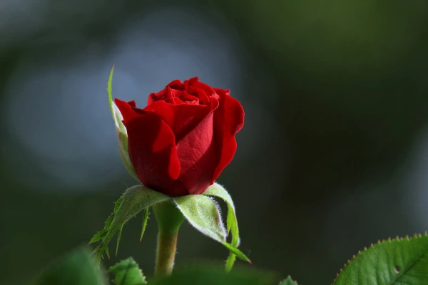 Rosa Vermelha