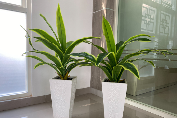 Pau d’água (Dracaena fragrans)